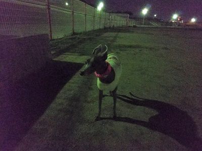 ナイトラン3