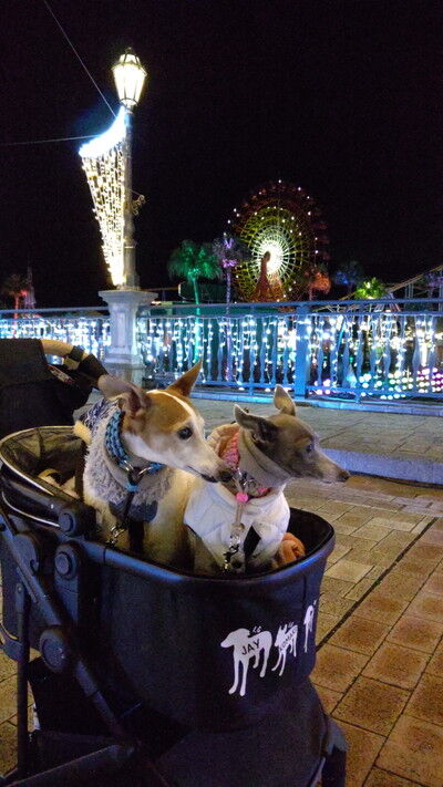 マリーシティ13