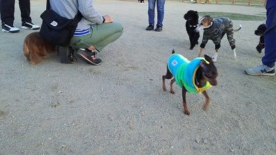 花園ドッグラン5