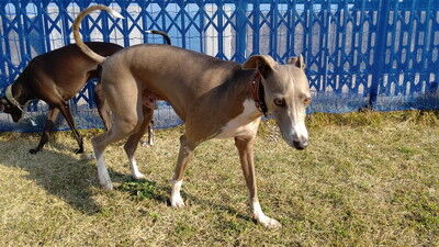 海の見えるラン_WistariaFieldDogRun (14)