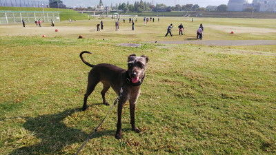 花園ドッグラン (3)