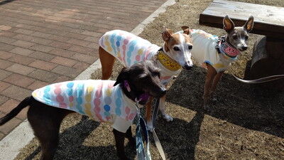 せせらぎの里こうらイタグレ (5)