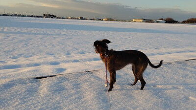 イタプーリン (2)