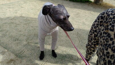 花園中央公園イタグレ (11)