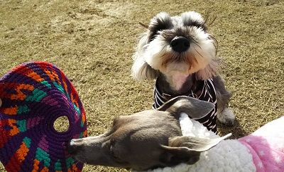 花園ドッグラン3