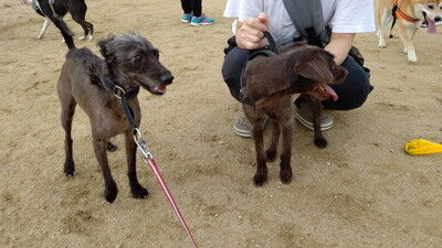 イタプーとチワプー (3)