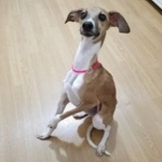 イタグレルーカス里親募集