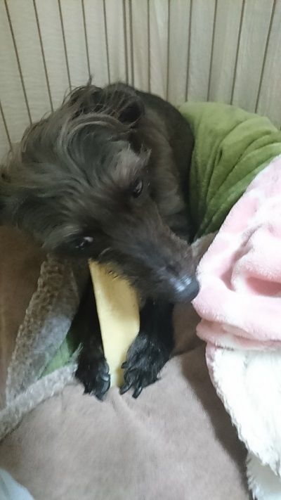 最近また店頭で見かけるヒマチー こまりーーーーーんこ