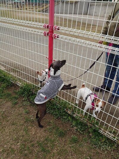 イタグレトイプーミックス
