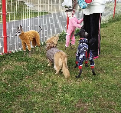 花園ドッグラン1