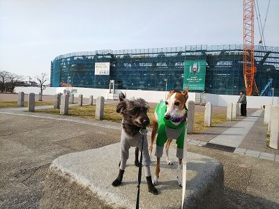 italiangrayhound9