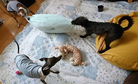 イタグレ_ジェイ_こまり_りん