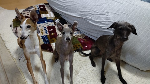 イタリアングレーハウンドこまりジェイりん
