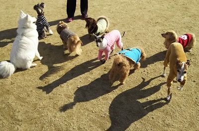 花園ドッグラン4