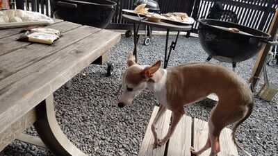 イタグレBBQライクレ家 (4)