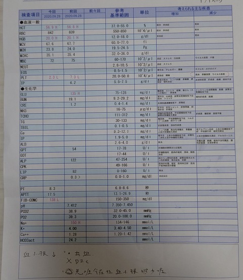 イタグレこまり内視鏡検査 (1)