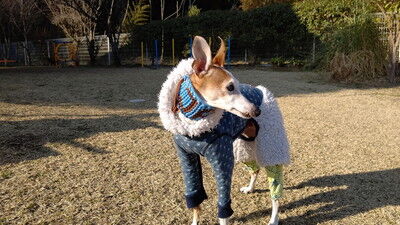 dogcafe_jolijoli (22)