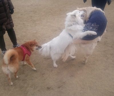 花園8_すみれ_ラッキー_さくら