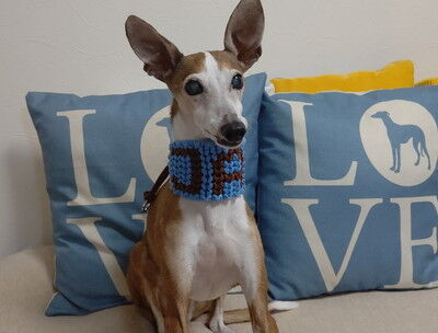 パラコード首輪名前入り (9)