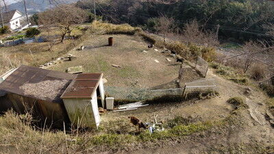 森のラッキーガーデン犬 (3)