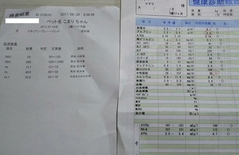 犬_血液検査_アルブミン
