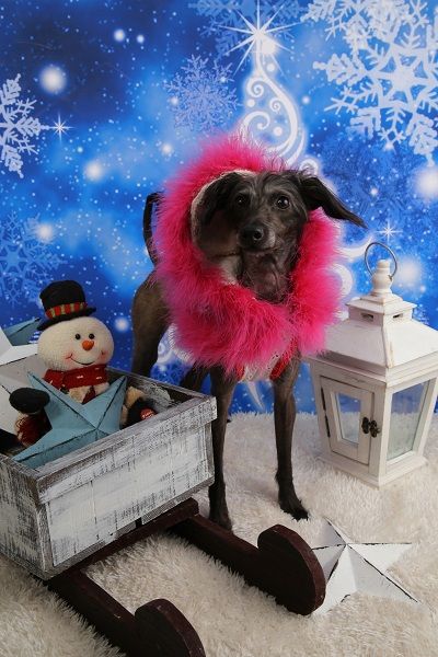 イタグレクリスマス6