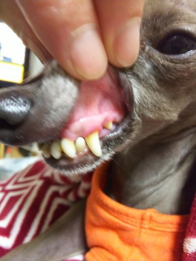 イタグレこまり抜歯2