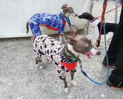 パートナードッグカーニバル14