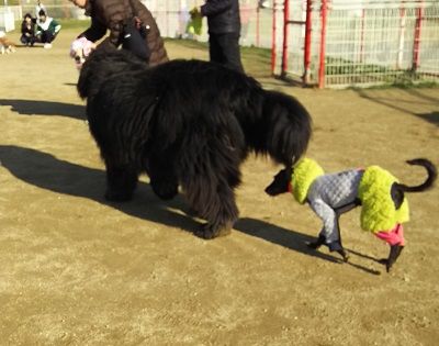 花園中央公園ドッグラン10