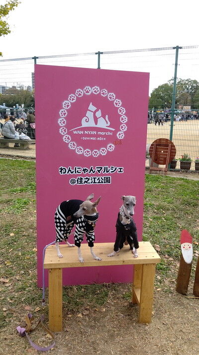 わんにゃんマルシェ住之江公園 (4)