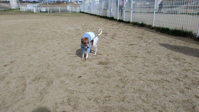 花園中央公園イタグレ (16)