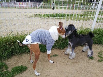 平成最後のドッグラン