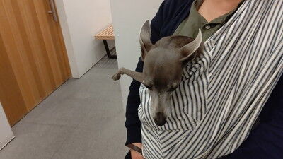 イタグレこまり (3)