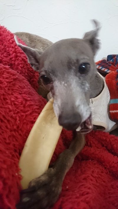 最近また店頭で見かけるヒマチー こまりーーーーーんこ