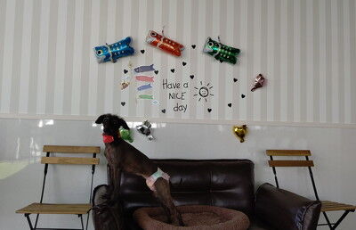 DOGRUNCAFE_ PIC (10)