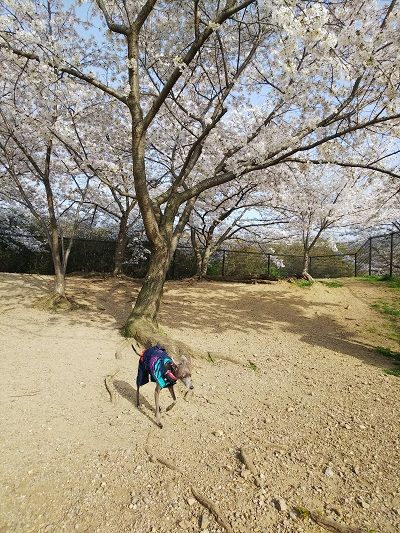 岸和田SAドッグラン桜満開3