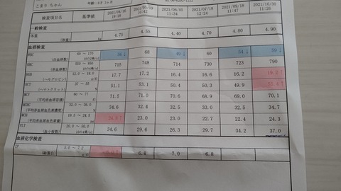 イタグレこまり (1)