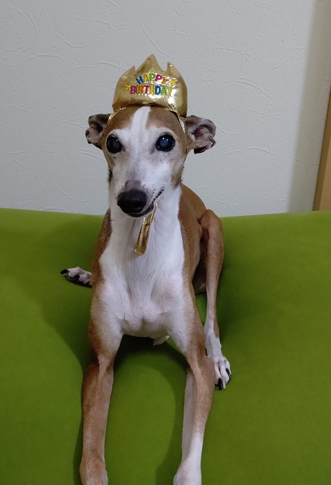 イタグレジェイ14歳誕生日 (2)