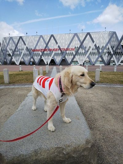 ラグビー日本代表公式ジャージ犬用2