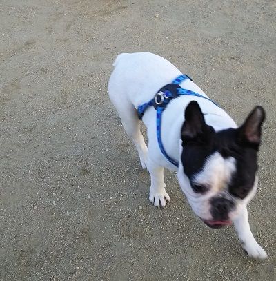 花園ドッグラン7