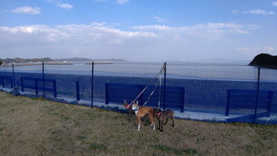 海の見えるラン_WistariaFieldDogRun (5)