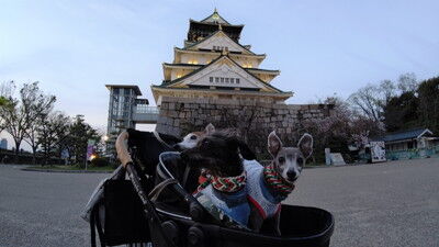 大阪城イタグレ散歩 (7)