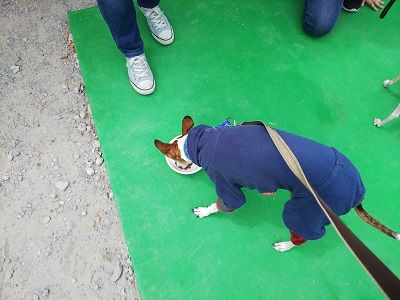 パートナードッグカーニバル25