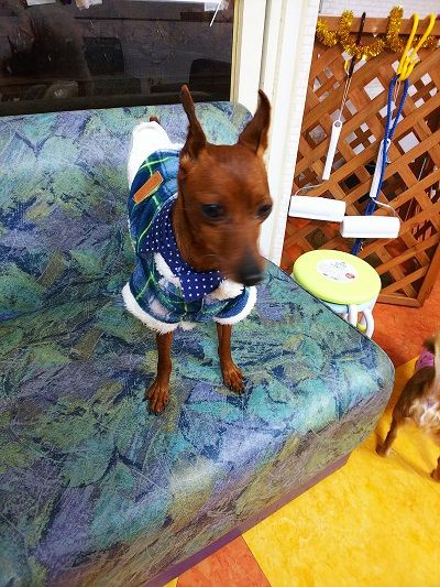 保護犬カフェオンリーわん7