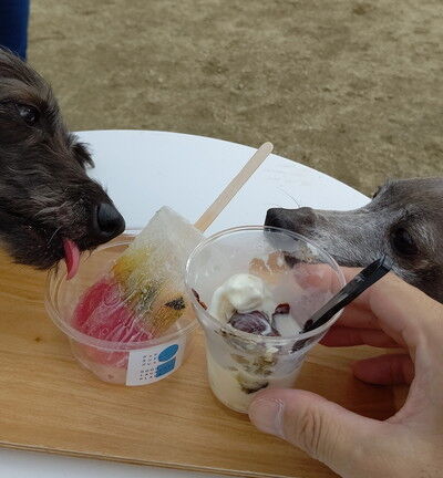 犬のアイス (10)
