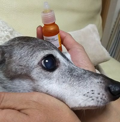 アル_白内障進行防止4