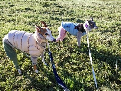 海ふれドッグラン1