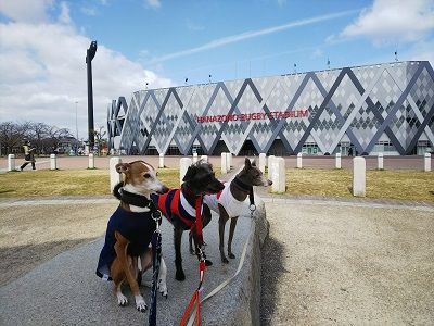 ラグビー日本代表公式ジャージ犬用3