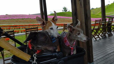びわこ函館山 (12)