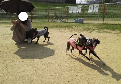 花園ドッグラン5